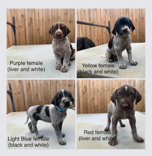 german wirehaired pointer puppies craigslist