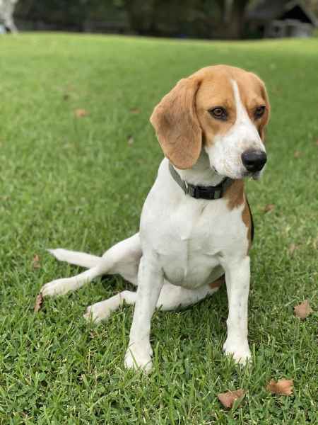 Gumtree beagle hot sale puppies for sale