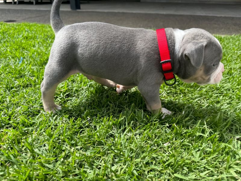 American pocket ￼bullies puppies ABKC registered ￼, Dogs & Puppies, Gumtree Australia Playford Area - Virginia