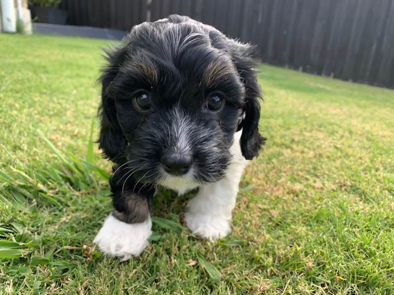 Is A Cavoodle A Small Or Medium Dog