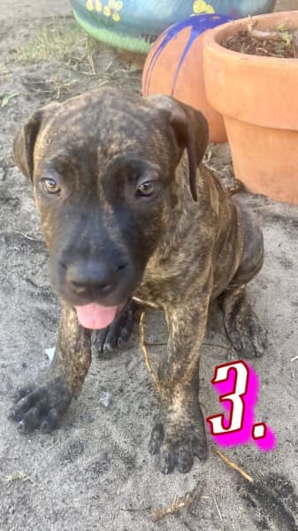 Boerboel for best sale sale gumtree