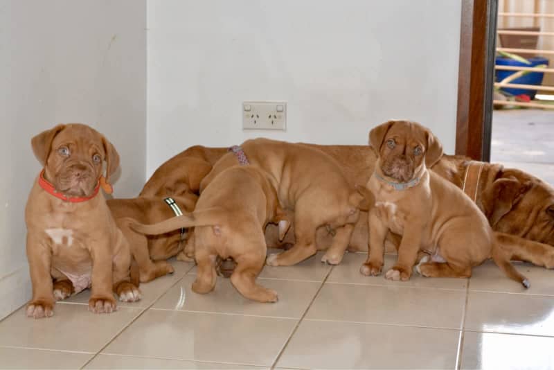 Bordeaux mastiff for store sale