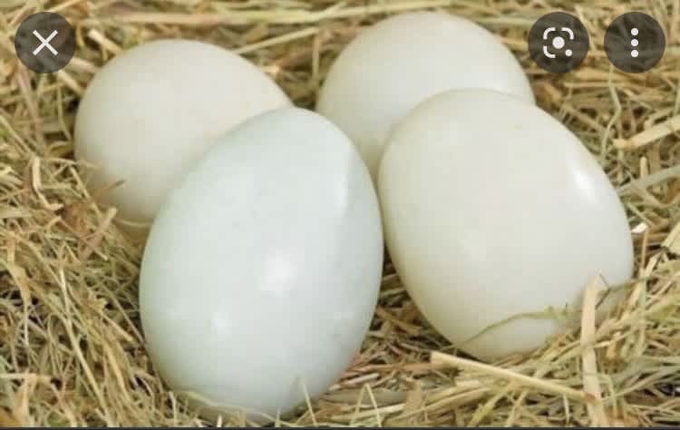 fertile swan eggs for sale