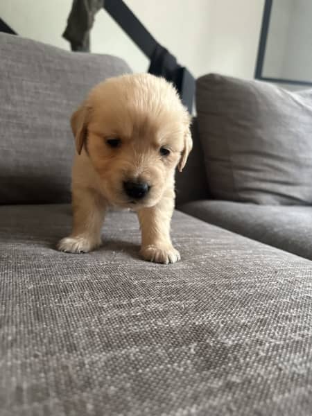 Gumtree golden retriever store puppy