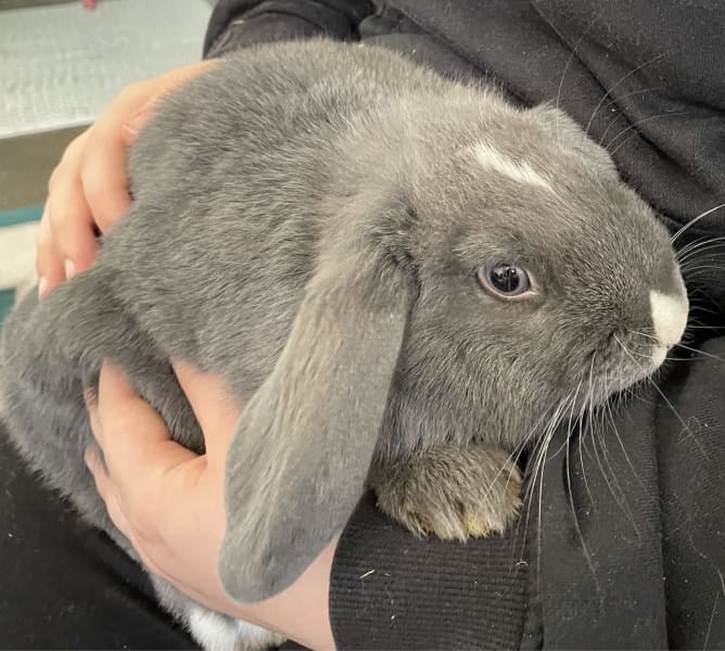 baby dwarf lop rabbit