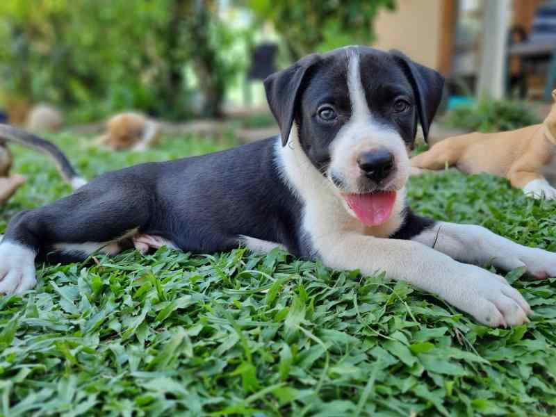 are cairns good family dogs