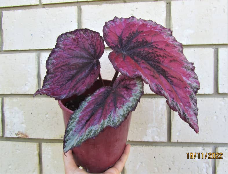 Rex Begonia - Indoor Plant | Plants | Gumtree Australia Brisbane South West  - Darra | 1304329673