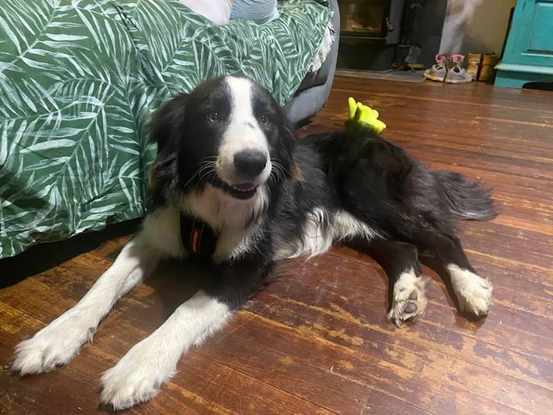 How Long Can A 9 Month Old Puppy Hold It