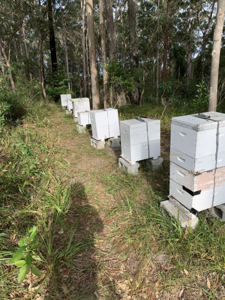 Free bee swarm removal Newcastle area 62863417163906112