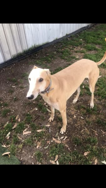 Gumtree greyhound hot sale