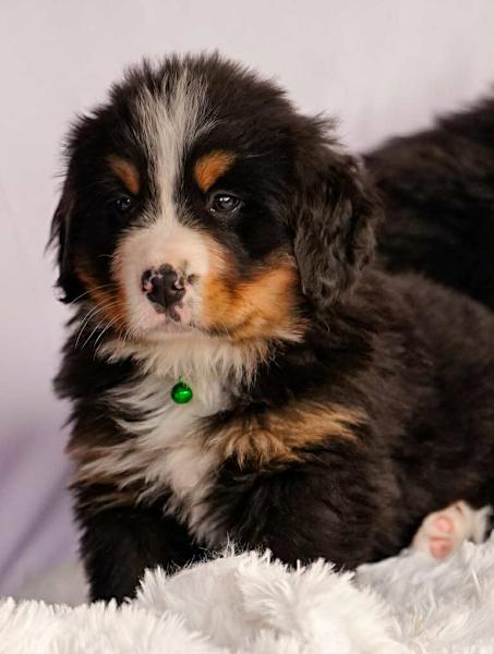 For Sale Bernese Mountain Dog Litter Purebred Bernese Mountain Dog