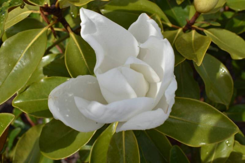 Magnolia Grandiflora Little Gem  Summer Sale | Plants | Gumtree  Australia Mornington Peninsula - Fingal | 1296294753