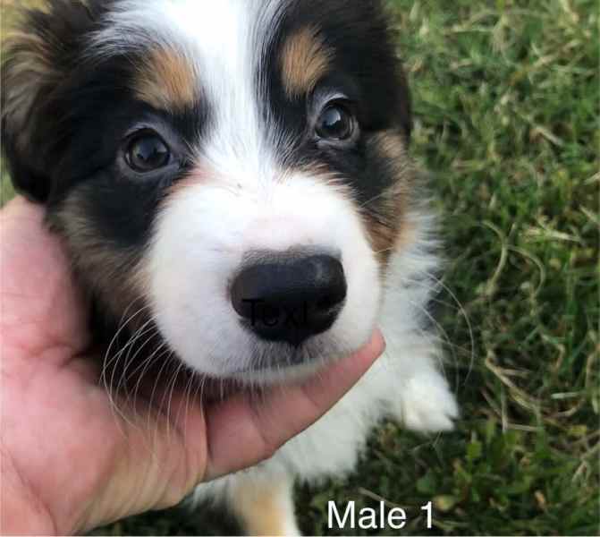 Can You Get Papers For A Dog