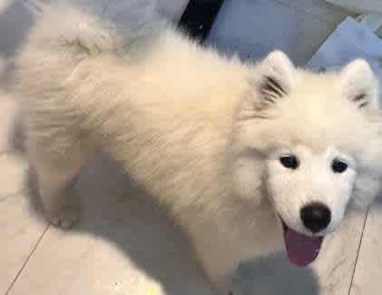 Samoyed puppies for fashion gumtree