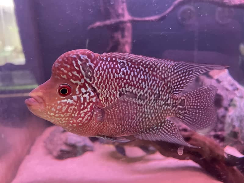 gumtree flowerhorn