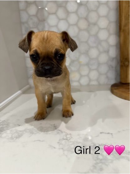 Puppies For Pug X Beagle For Sale Pug X Beagle Puppies Dogs