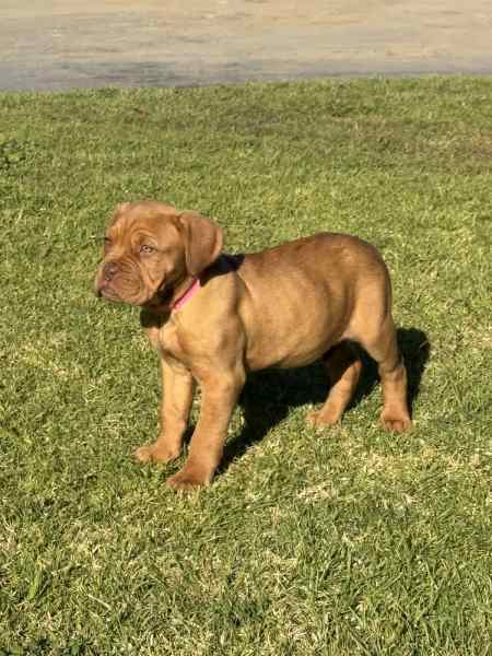 Dogue de shops bordeaux gumtree