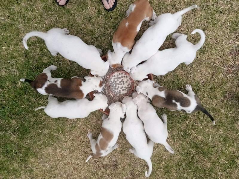 What Is An Australian Bandog