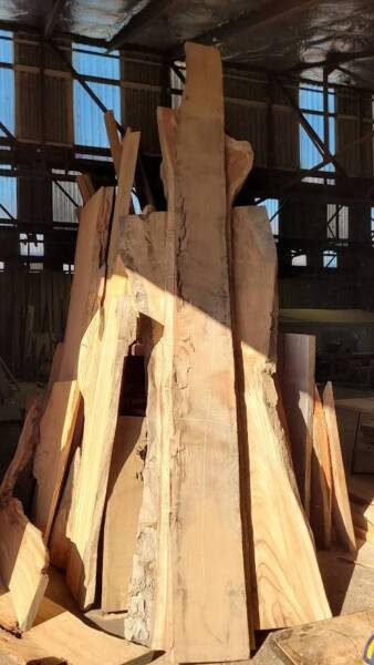 4550mm Undressed Mackay Cedar Timber Slab63005707692802112