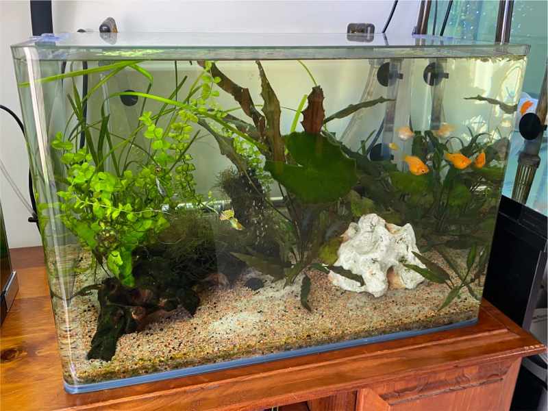 canister filter for planted aquarium