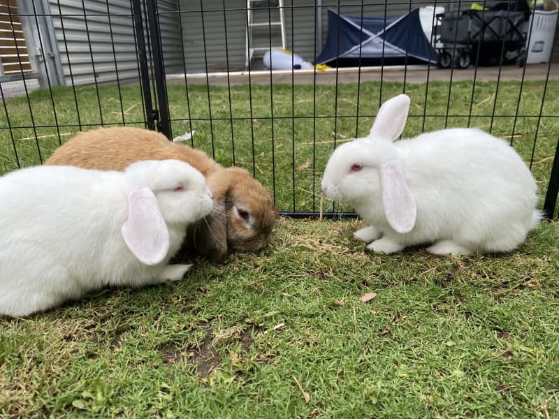 Gumtree Rabbits atelieryuwa.ciao.jp