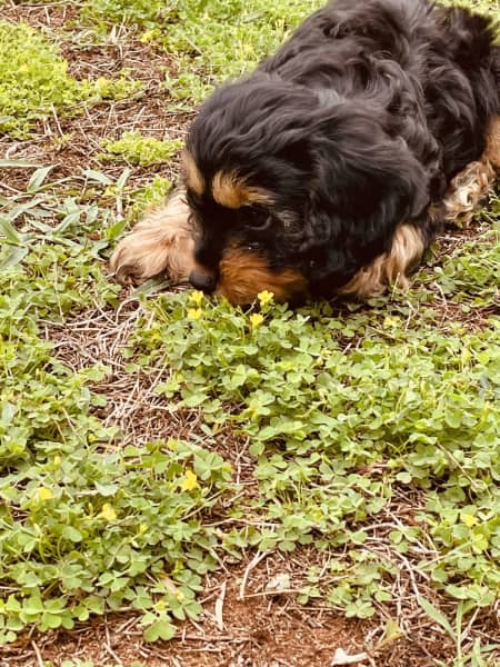 Cavador best sale puppies gumtree