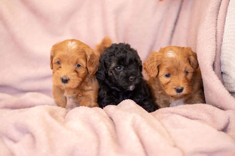 webkinz spotted leopard