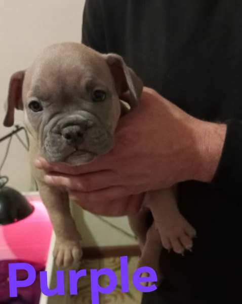 exotic American pocket bullies, Dogs & Puppies, Gumtree Australia  Playford Area - Smithfield