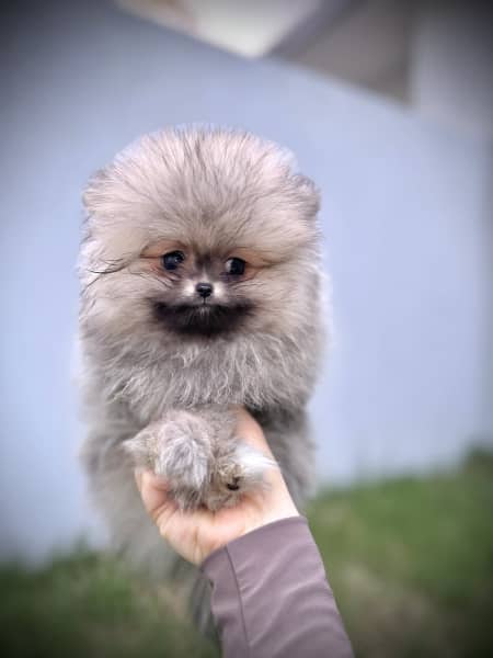 Pomeranian with blue clearance eyes for sale