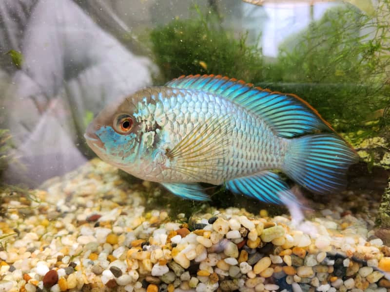 blue acara for sale