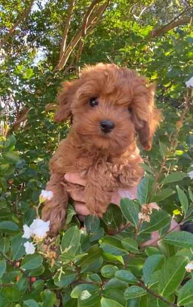 Cavoodle $500 hot sale