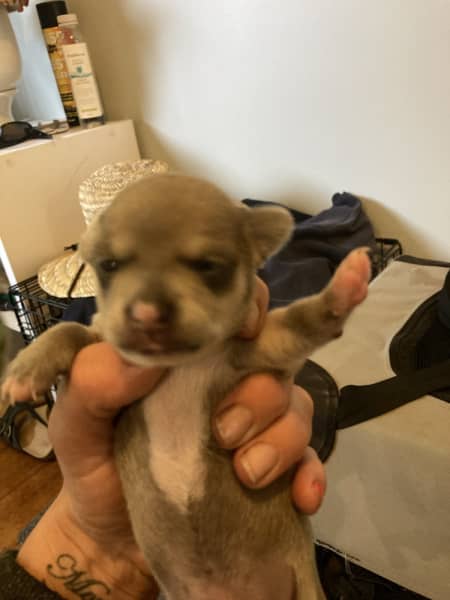 Gumtree chihuahua best sale dogs for sale