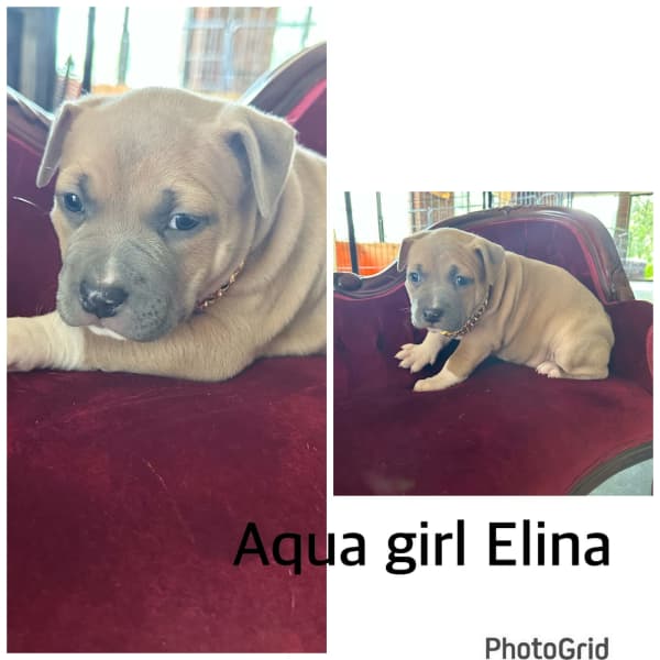 American pocket ￼bullies puppies ABKC registered ￼, Dogs & Puppies, Gumtree Australia Playford Area - Virginia