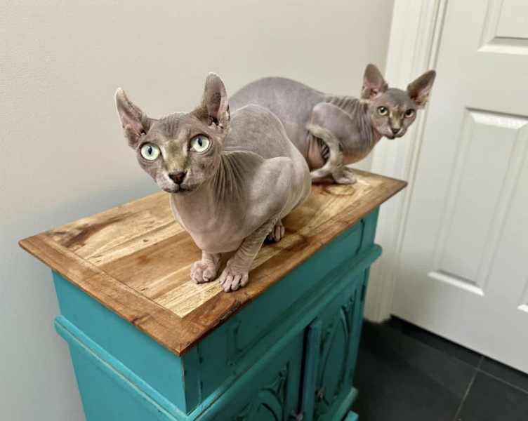 Hairless shops cat gumtree