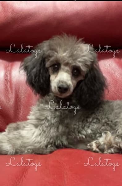 lalatoys poodles