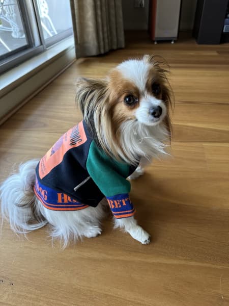 Denver Broncos Dog Hoodie