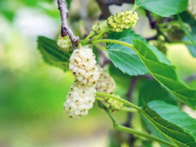 Gumtree mulberry deals