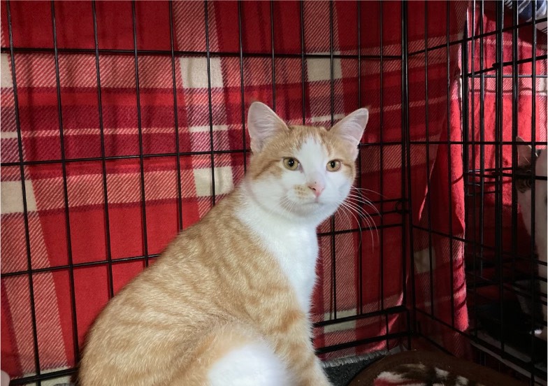 Adoption Center Orange Tabby Cats For Sale Near Me FRIENDLY