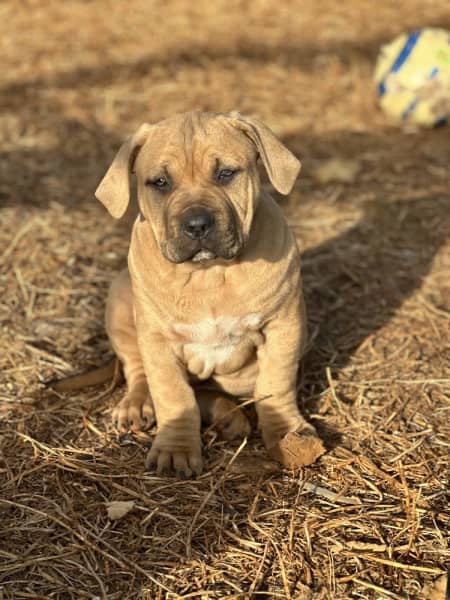 American pocket ￼bullies puppies ABKC registered ￼, Dogs & Puppies, Gumtree Australia Playford Area - Virginia