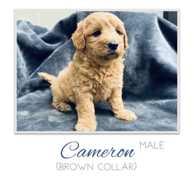 Goldendoodle gumtree sales