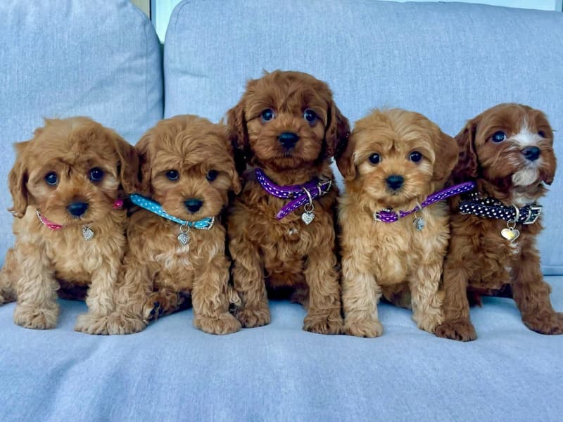 how do you potty train a cavoodle puppy