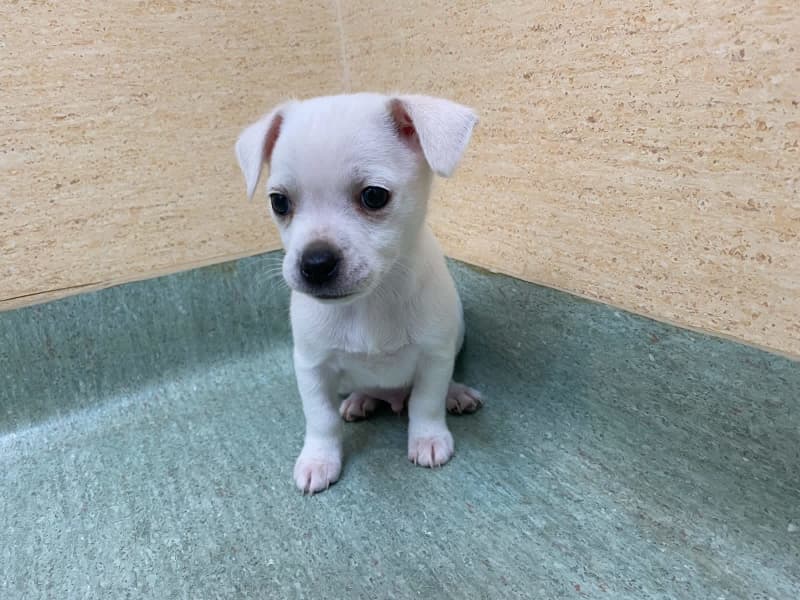 white short haired chihuahua puppies for sale