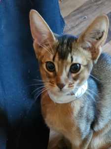 Abyssinian Kittens pure-bred