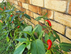 Chilli Pepper Plants Organic 🌶🌶🌶 Spicy Hot Thai Chilli Pepper