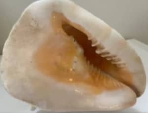 Sea shell, Medium Cassidae cornuta Cassis Madagascariensis