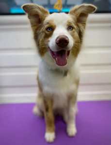 Male border collie looking for forever home