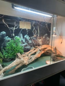 Bearded Dragon and enclosure