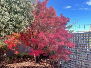 Mature Japanese Maple for sale