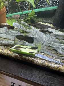 MULTIPLE fish and tanks for sale