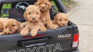 CAVOODLE BEAUTIFUL PUPPIES GIRLS AND BOYS